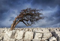 Limestone Pavement